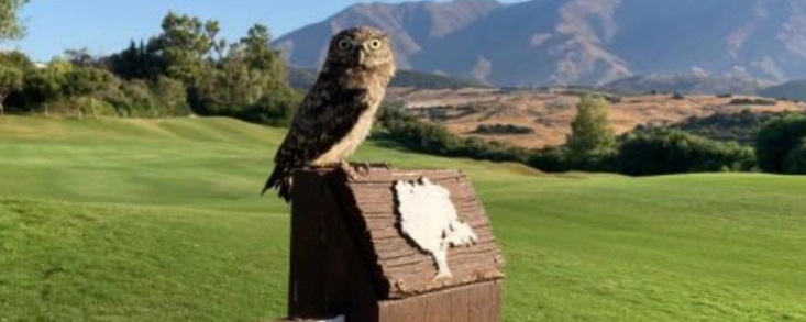 Golf&Birds, un estudio pionero