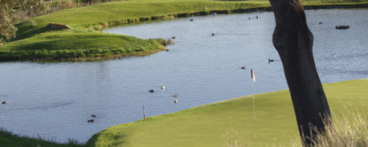 Los campos de golf madrileños, aliados clave para la conservación de aves acuáticas