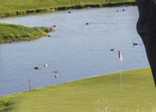 Los campos madrileños, aliados con las aves