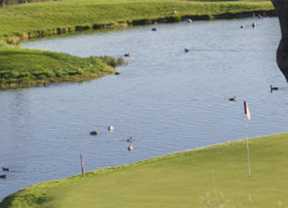 Los campos de golf madrileños, aliados clave para la conservación de aves acuáticas