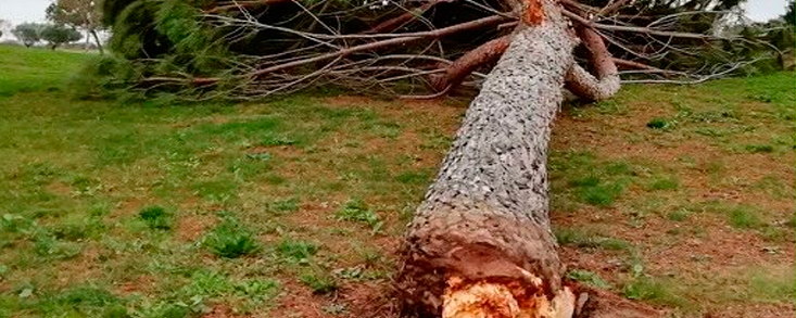 10 árboles caídos en Palomarejos tras el paso de la borrasca Elsa