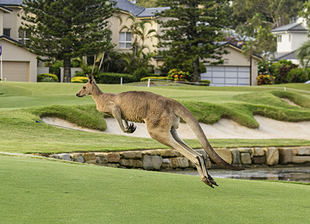Las chicas se despiden de Australia con su cita más exigente